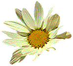 Daisy.gif (6639 bytes)