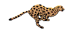 cheeta.gif (7232 bytes)
