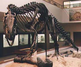 dino1.jpg (14874 bytes)